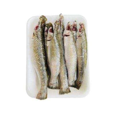 বাটা মাছ